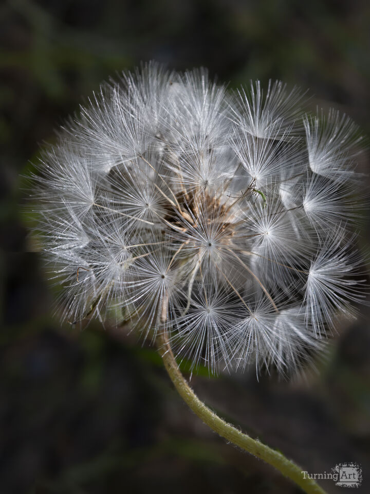 Dandelion Seeds 1497