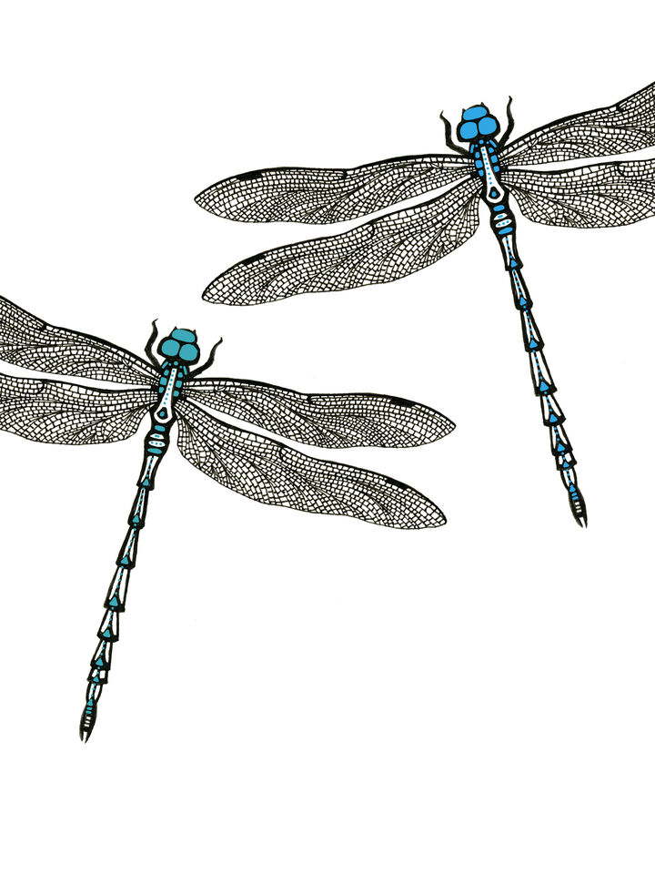 Dragonflies