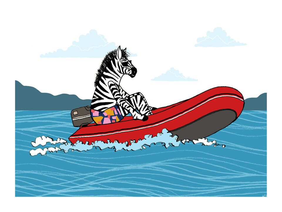 Zebra Zipping Along in a Zodiac