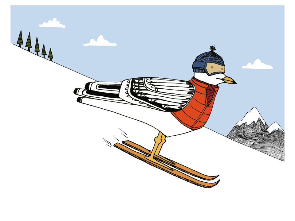 Ski Gull