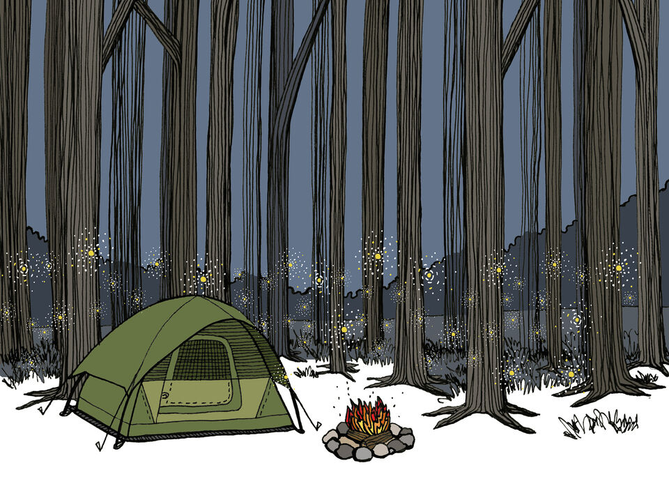 Camping Among the Tall Trees and Fireflies 
