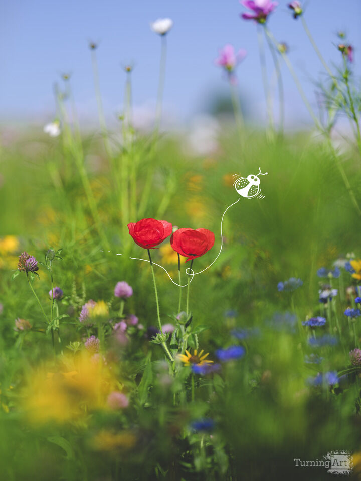 A Bug in the Garden 1