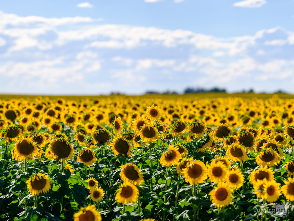 Sunflower Field in the Midwest