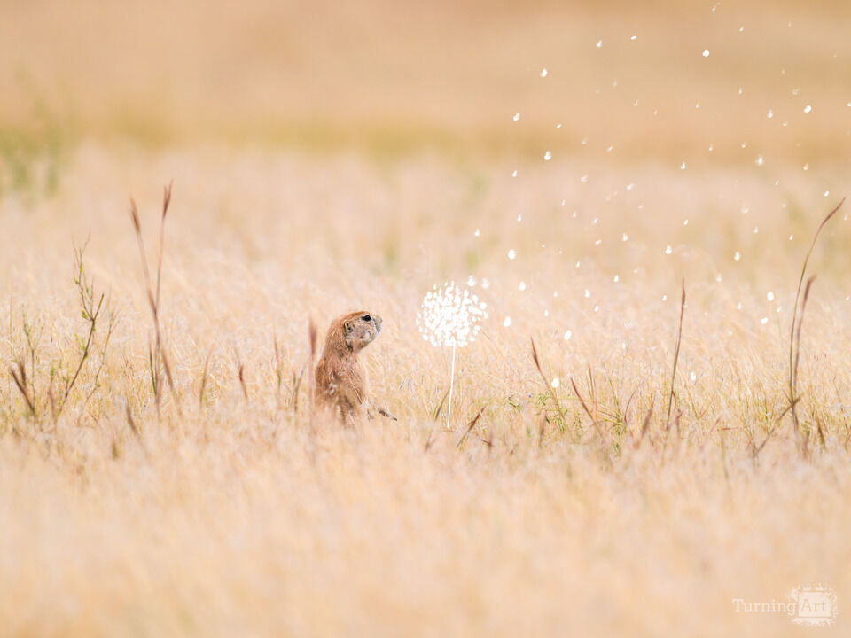 The Prairie Dog in the Field