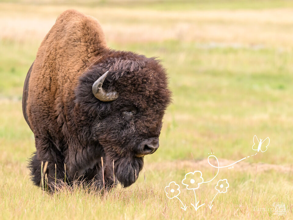 A Buffalo's Friend