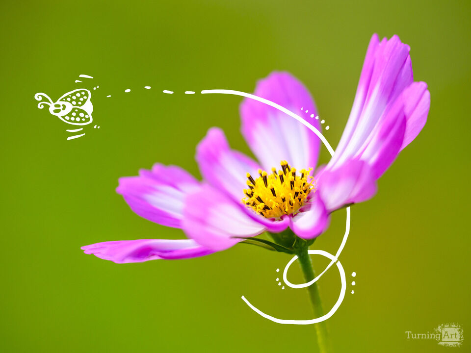 The Flower and the Visitor