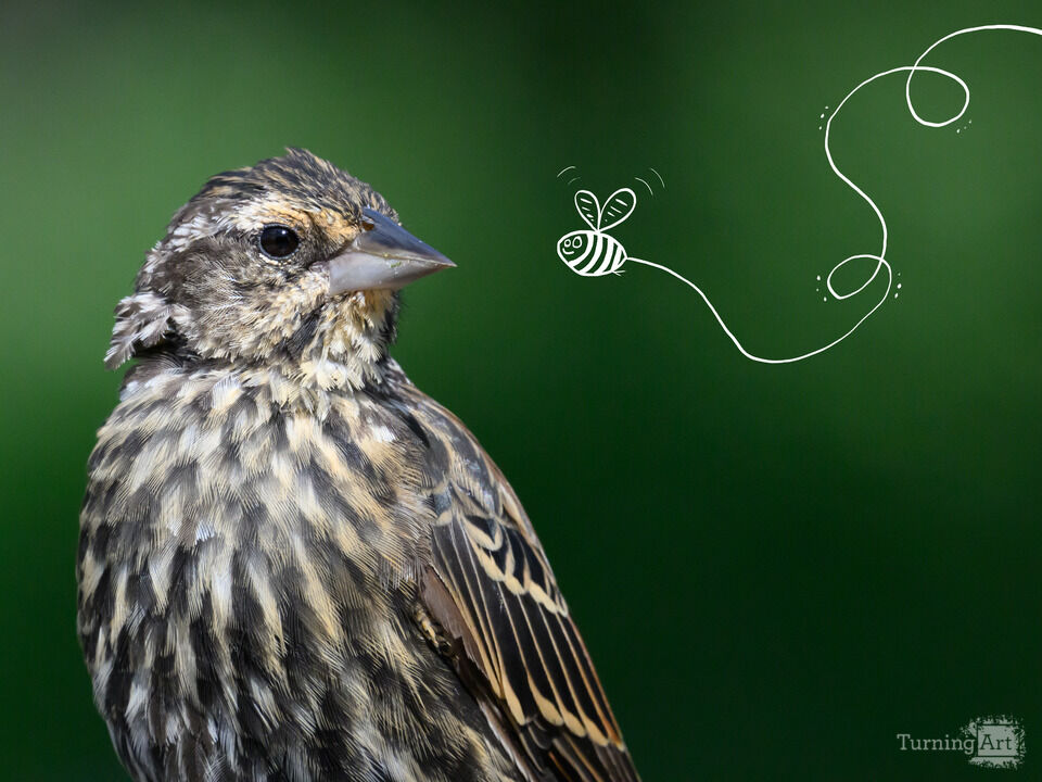 The Bird and the Buddy