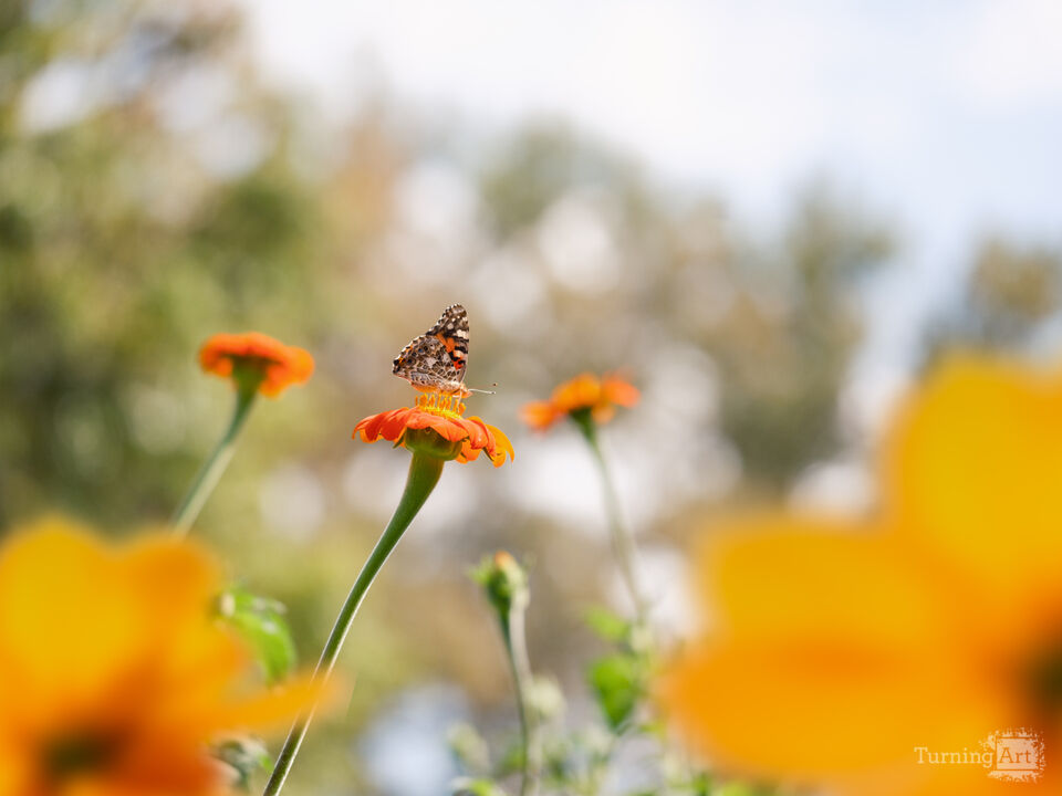 Butterfly at the Park