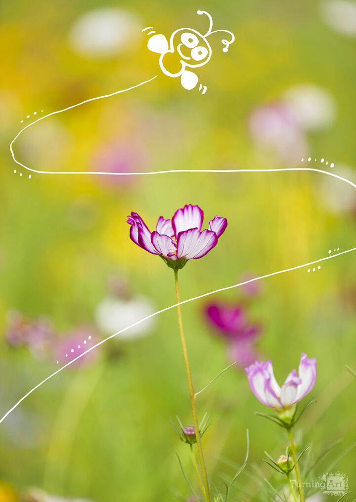 The Visitor in the Flowers