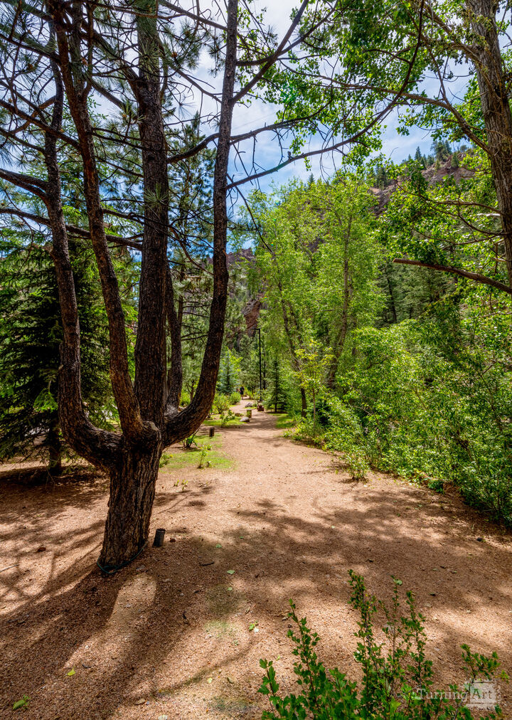 Colorado Cactus Tree
