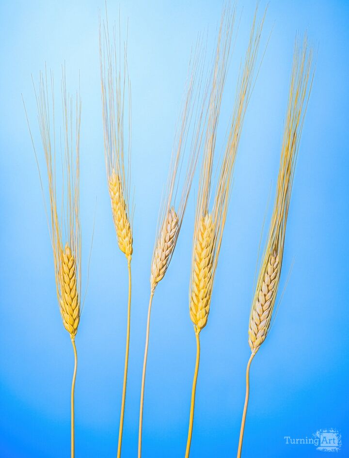 Wheat Still Life