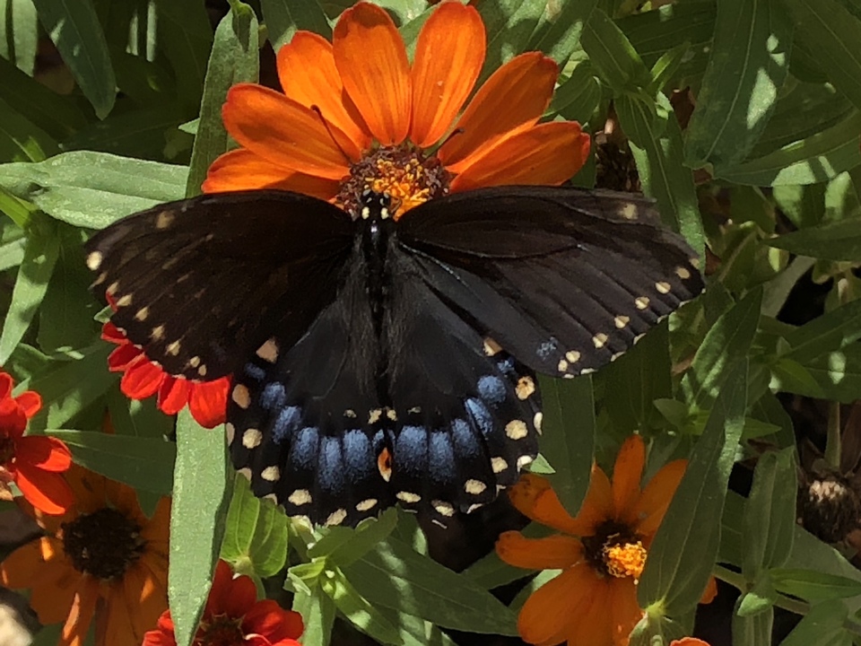 Butterfly-1