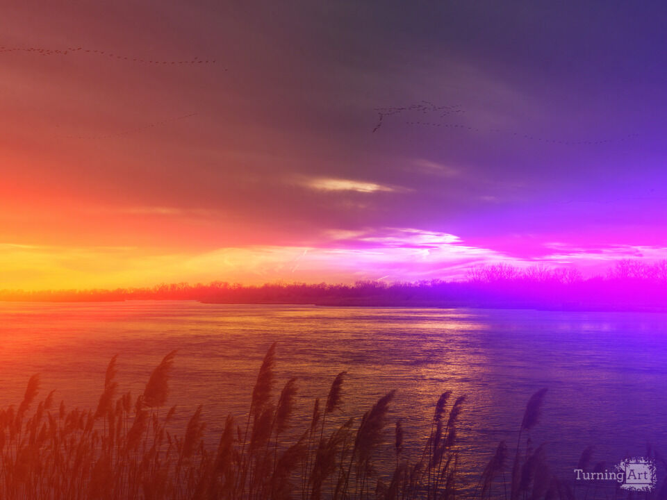 Morning Sunrise of Colorful Birdsong