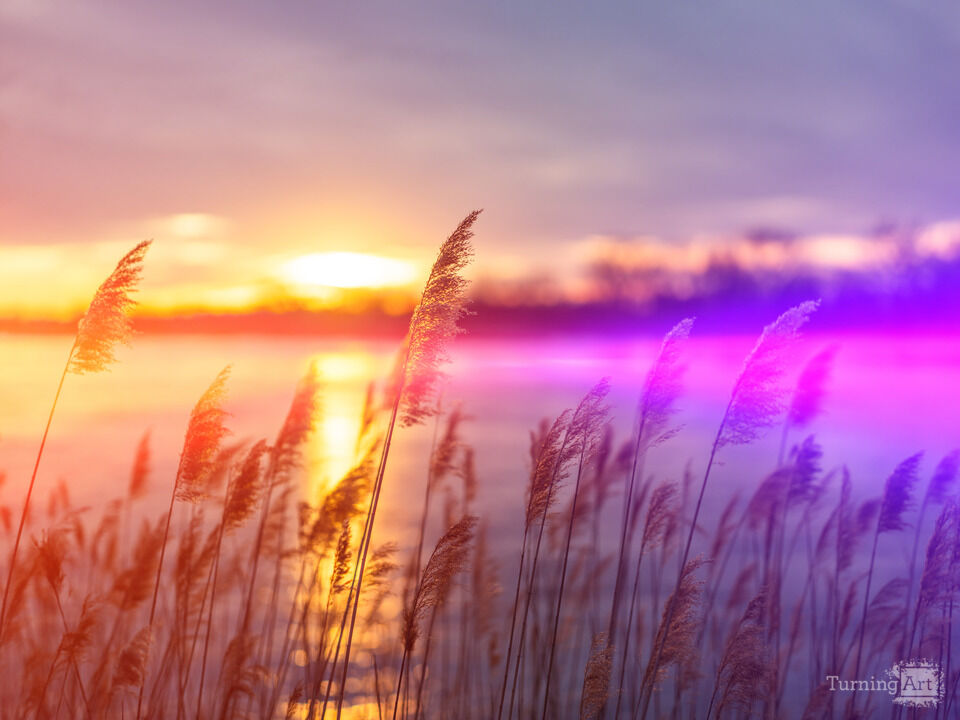 Light and Color at the Lake