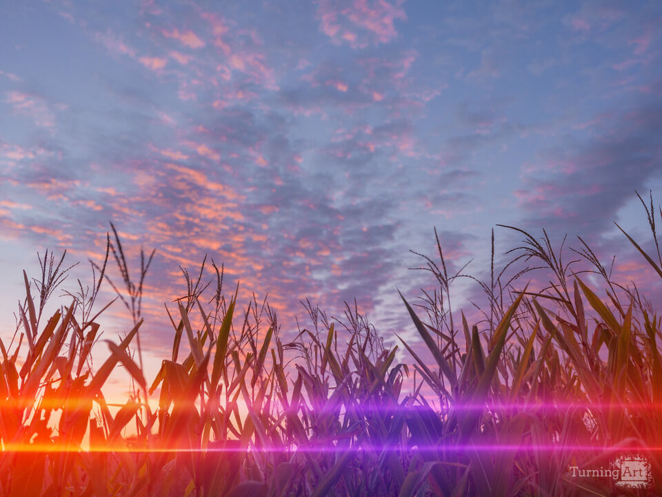 Land of Corn Sunrise and Color