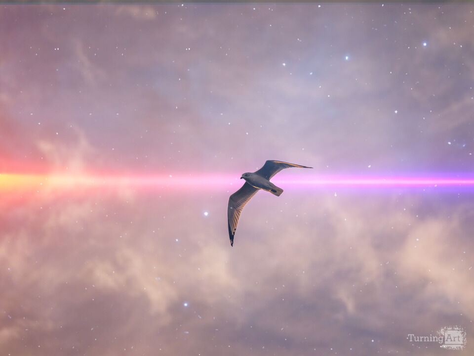 Seagull Morning Color