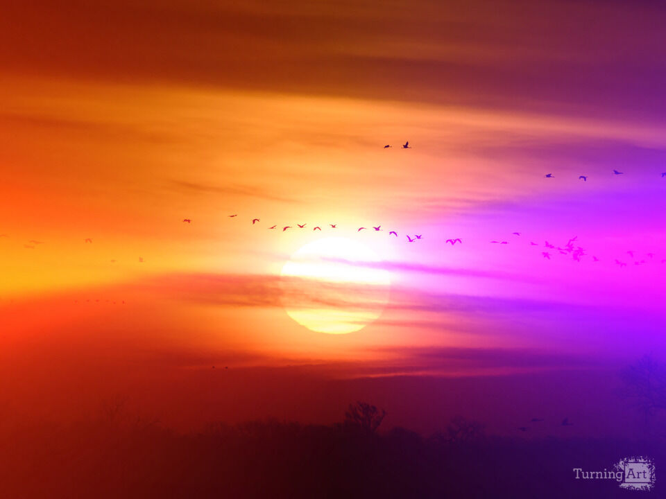 Sandhill Cranes at Sunrise