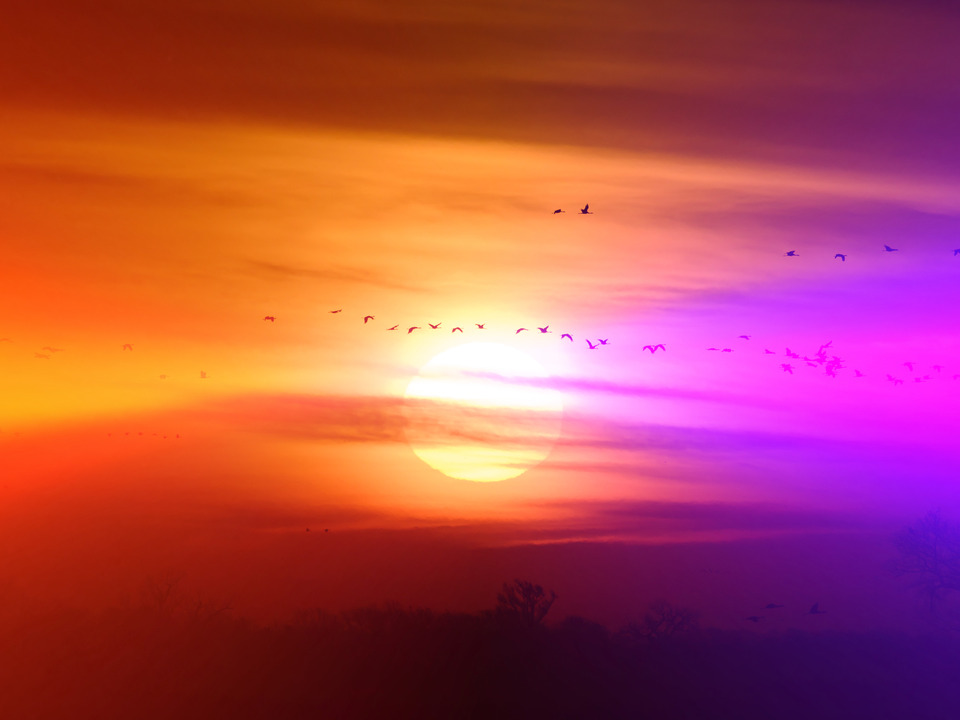 Sandhill Cranes at Sunrise