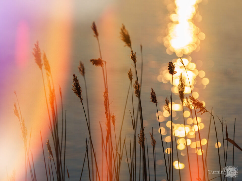 Grasses in the Wind at Night