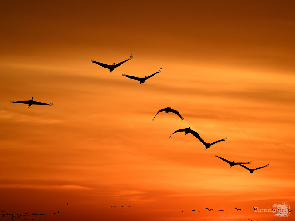 Cranes in Flight