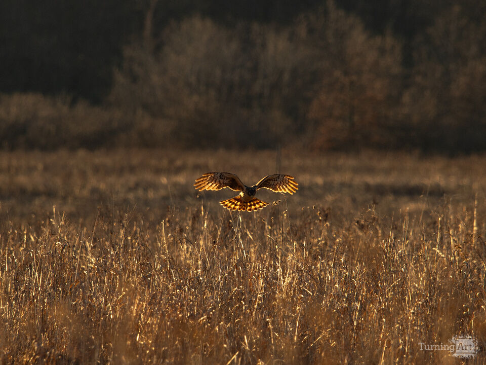Harrier on The Hunt