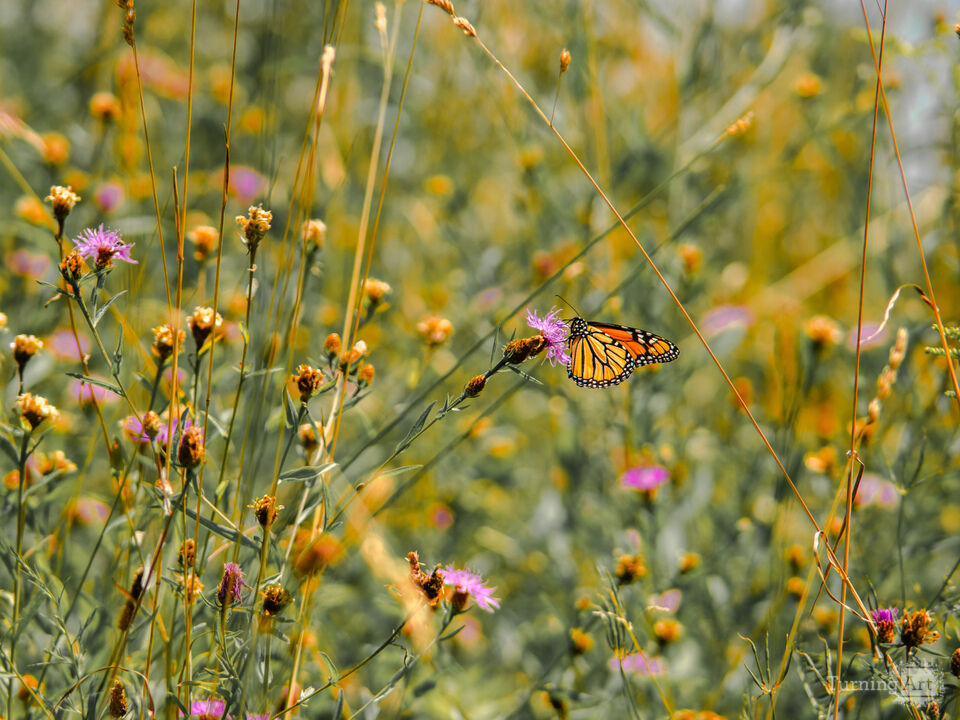Monarch in Summer
