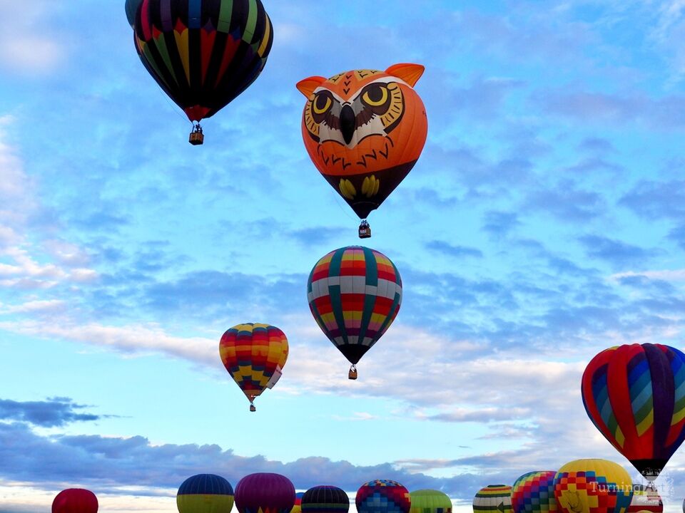 Owl Balloon