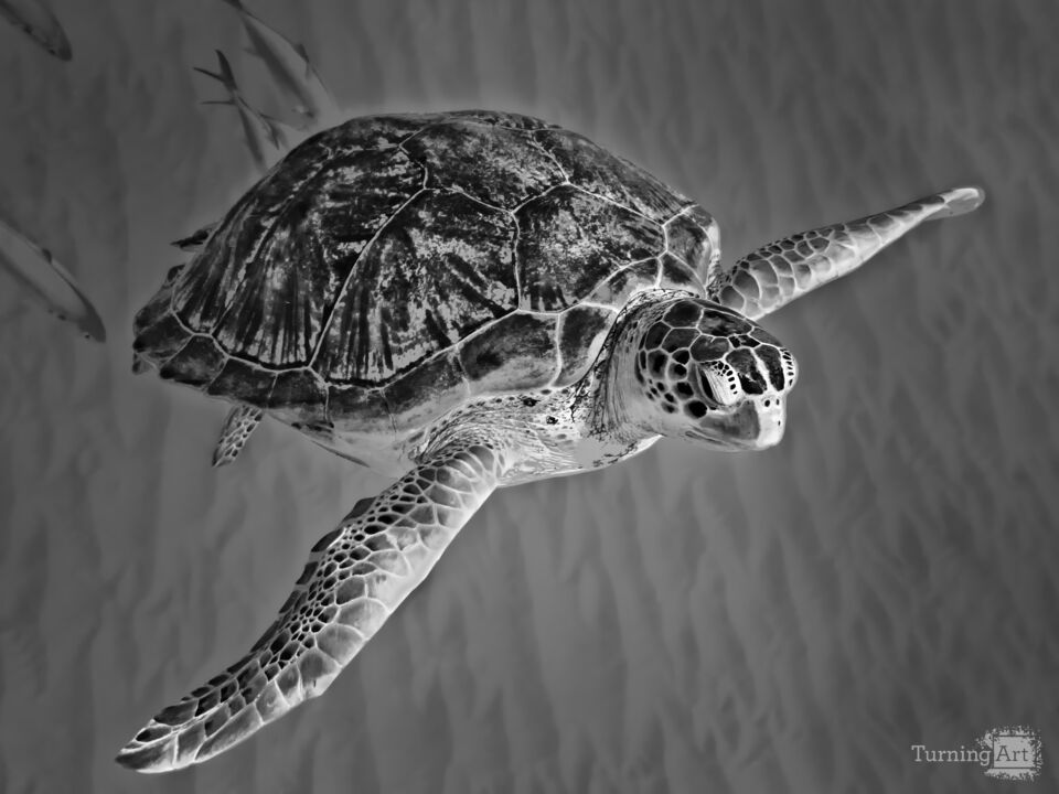 Wild Sea Turtle 0142