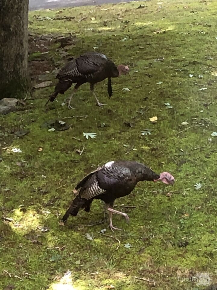 Wild Turkeys