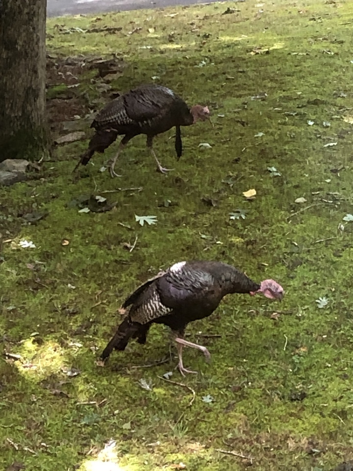 Wild Turkeys