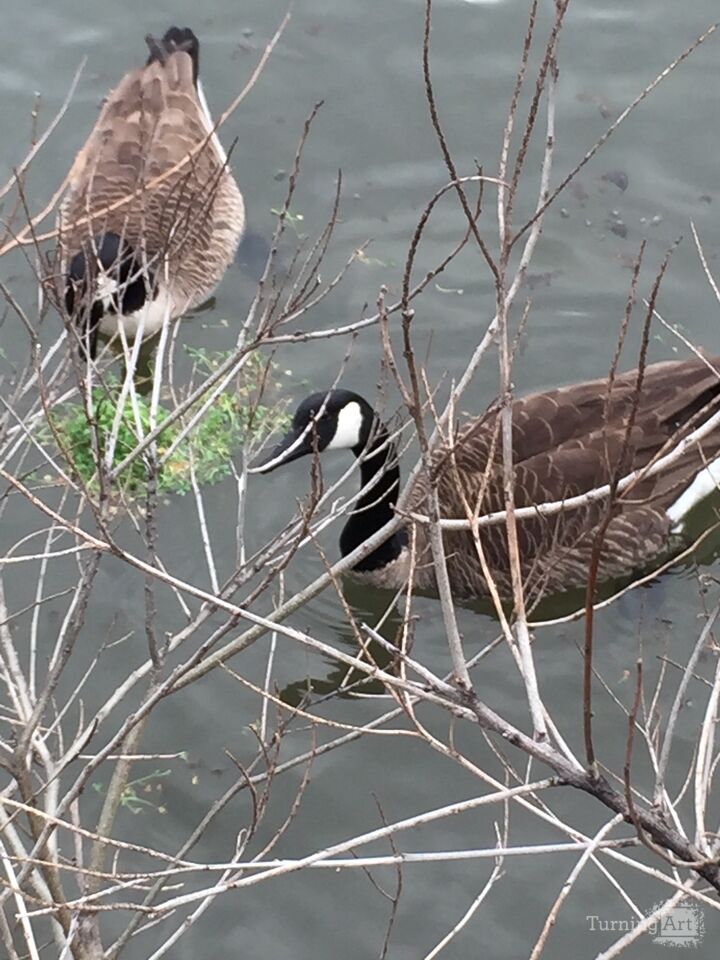 Geese 