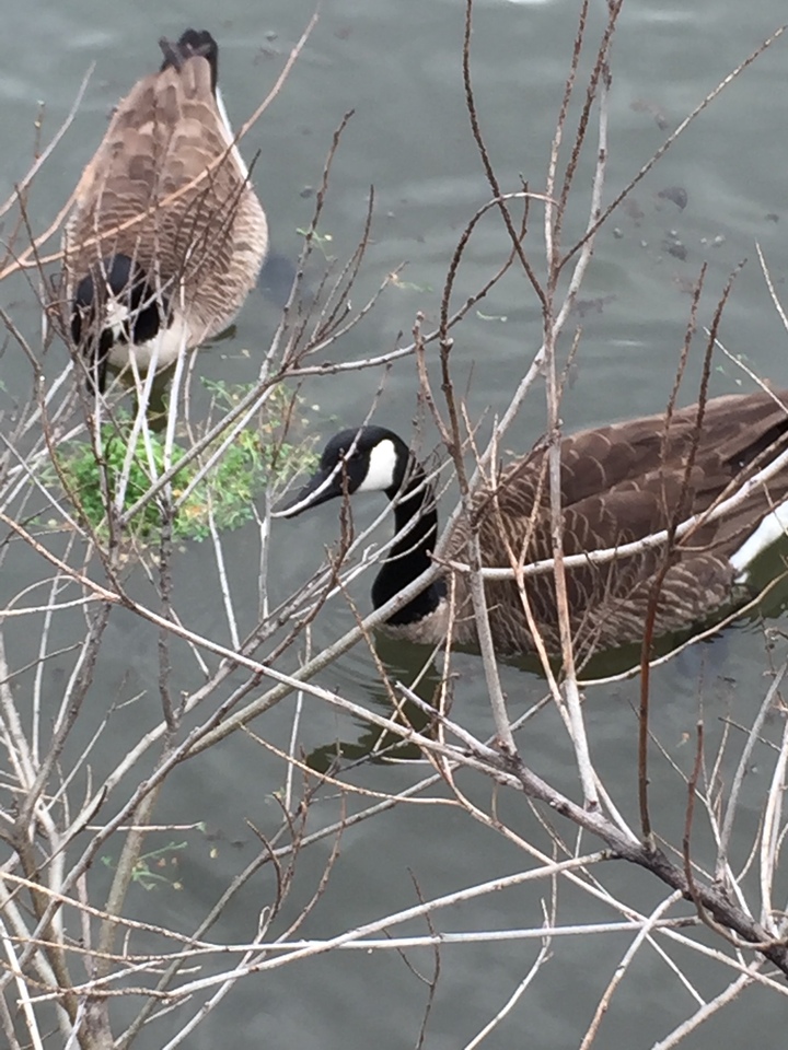 Geese 