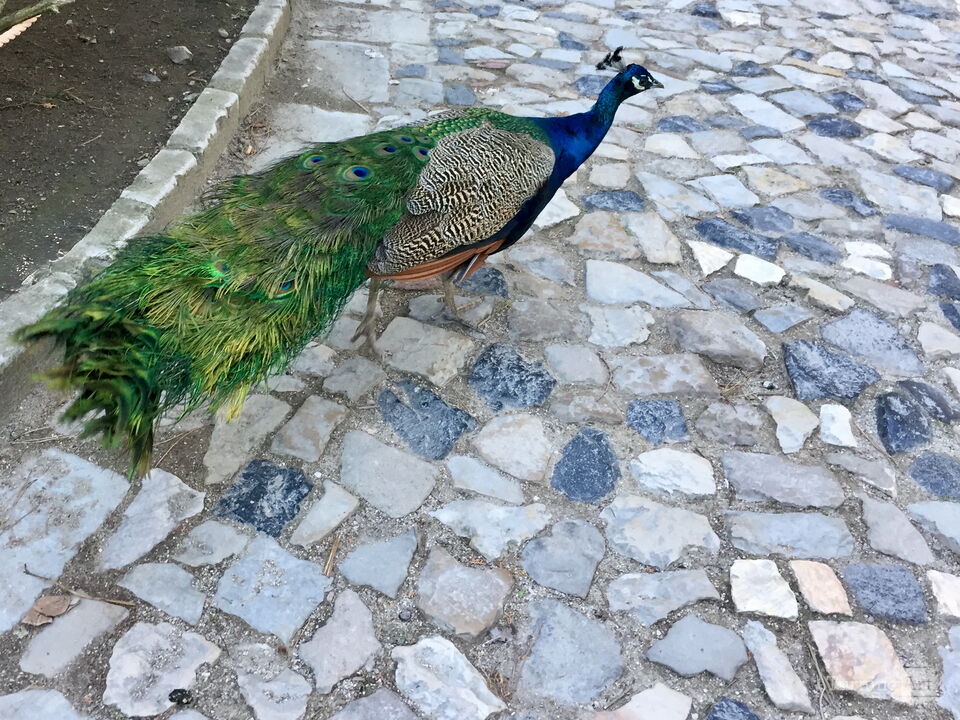 Peacock in Portugal