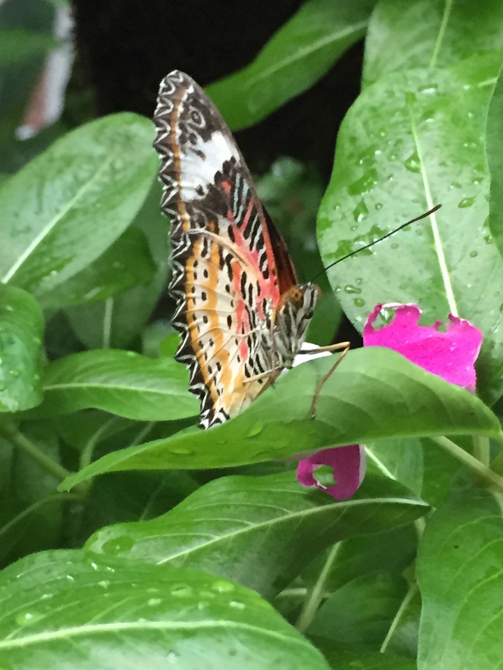 Butterfly-2