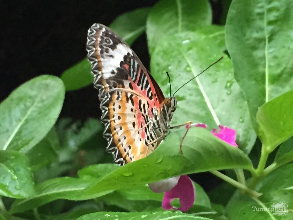 Butterfly-3