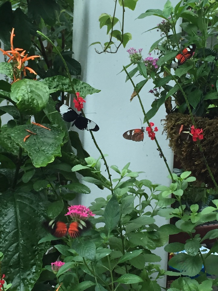 Butterflies In Flight
