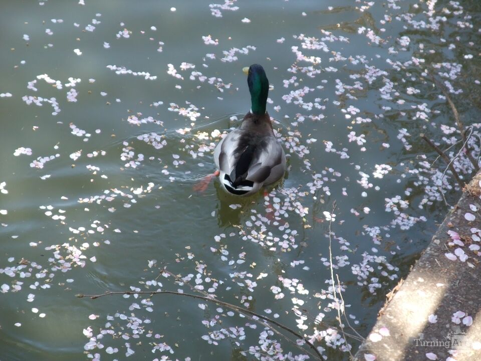 Duck