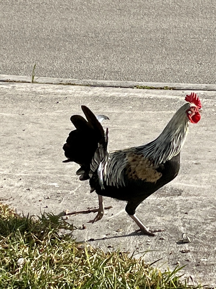 Crossed That Road