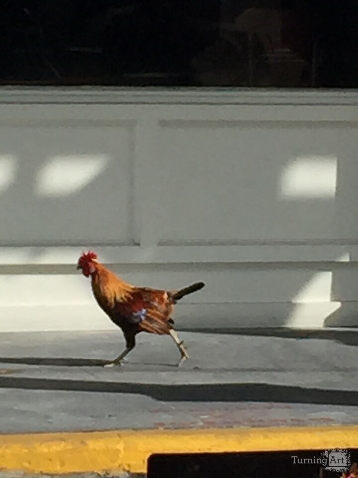 In A Hurry Chicken