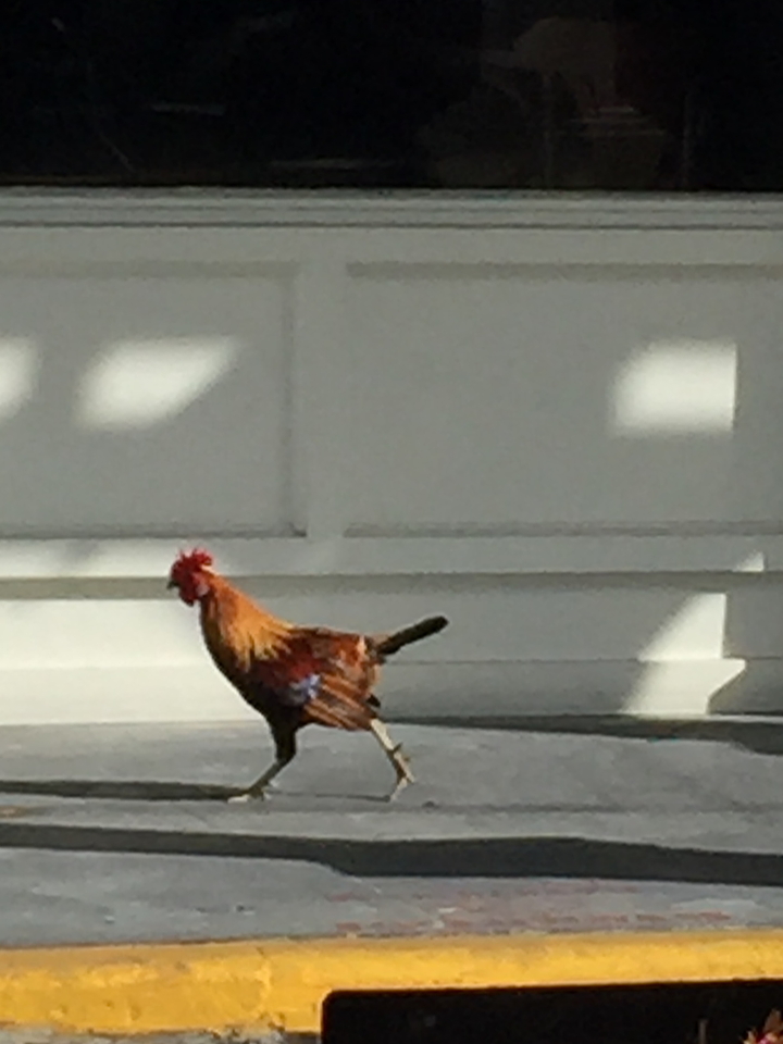 In A Hurry Chicken