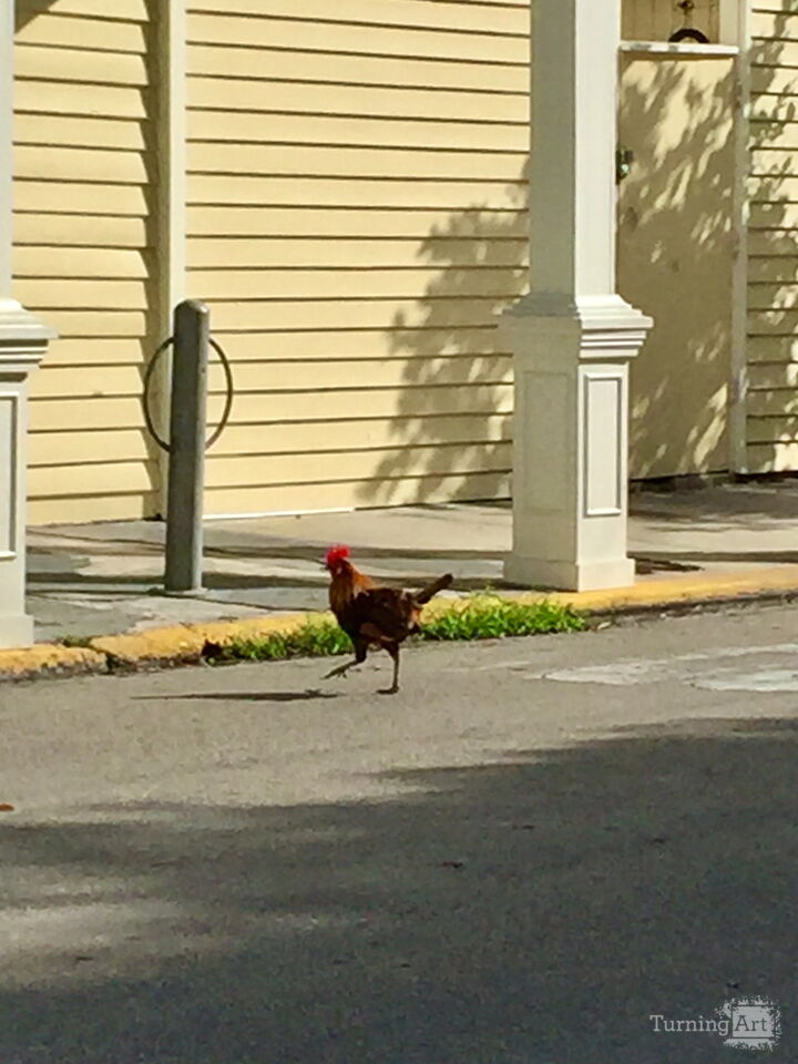 In-A-Hurry-Chicken-2