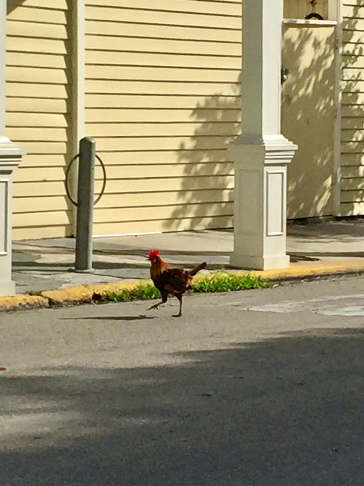 In-A-Hurry-Chicken-2