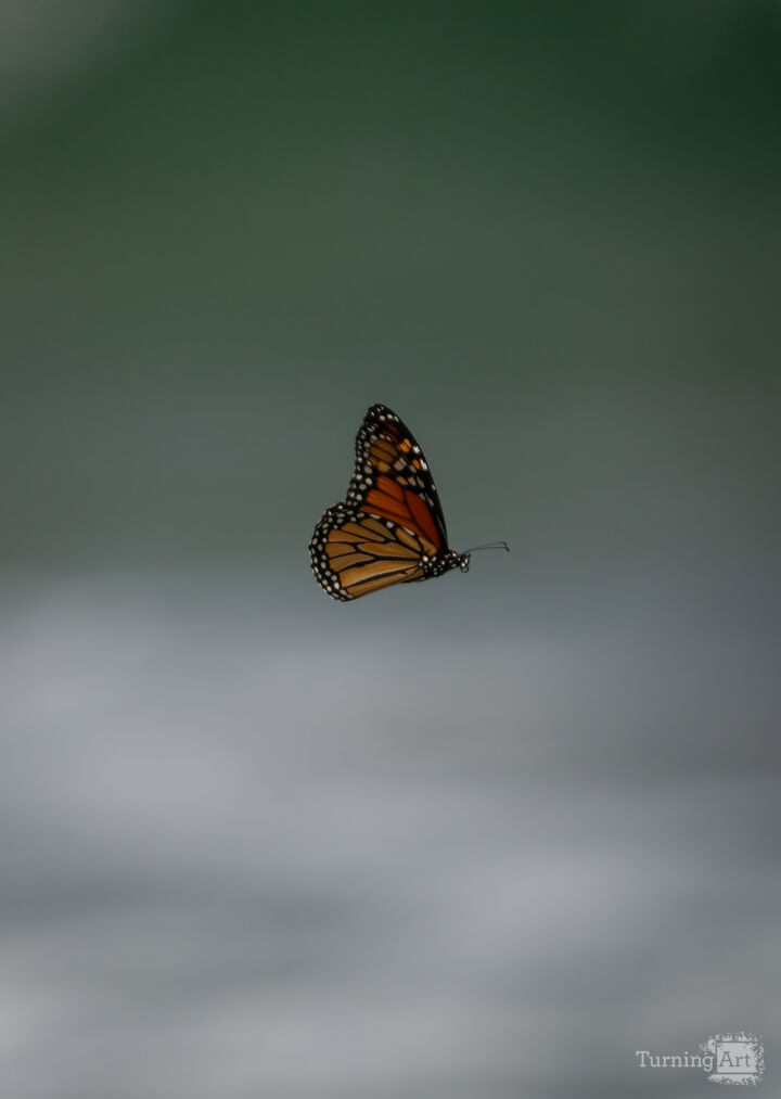 Monarch at the Ocean