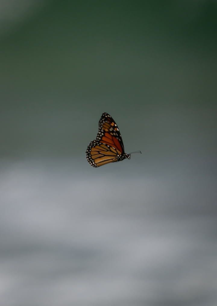 Monarch at the Ocean