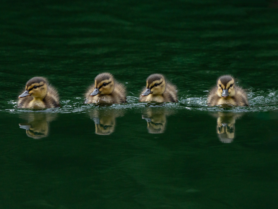 Ducks in a Row