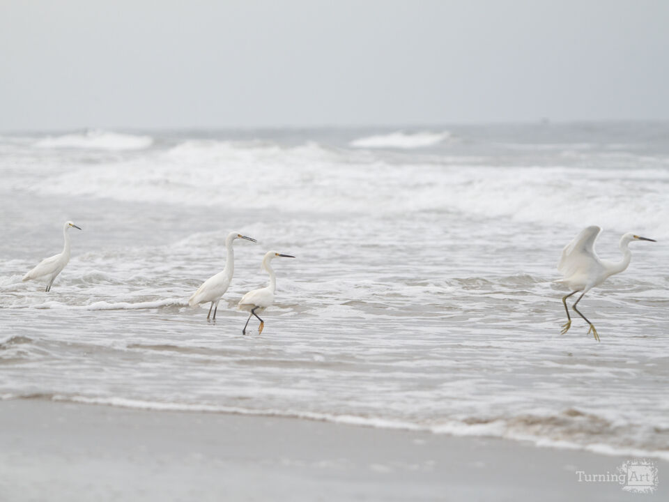 Frolicking On The Shore