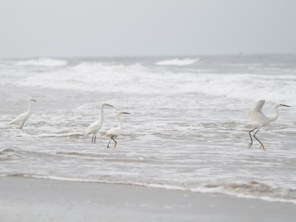 Frolicking On The Shore