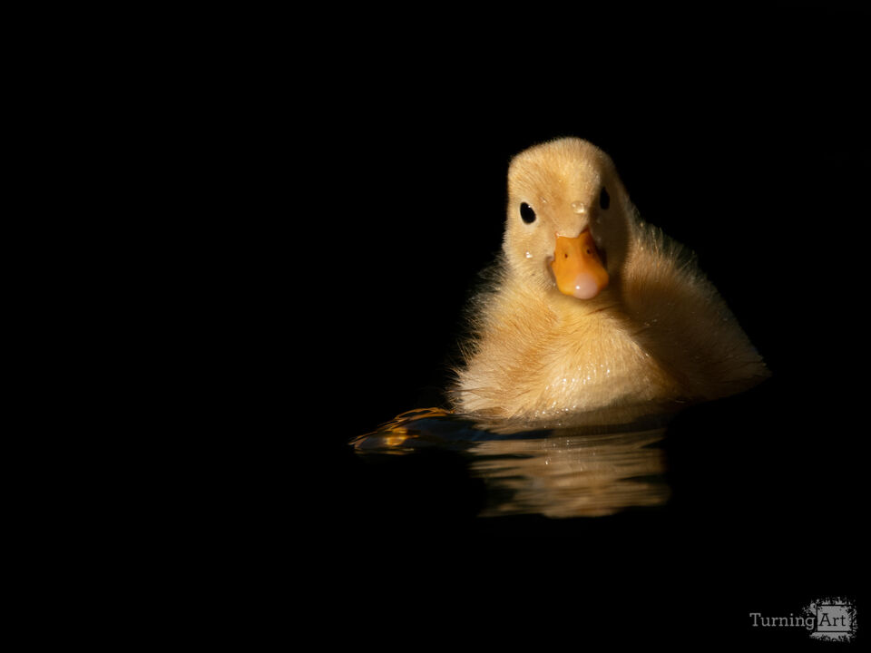 Little Yellow Duckling