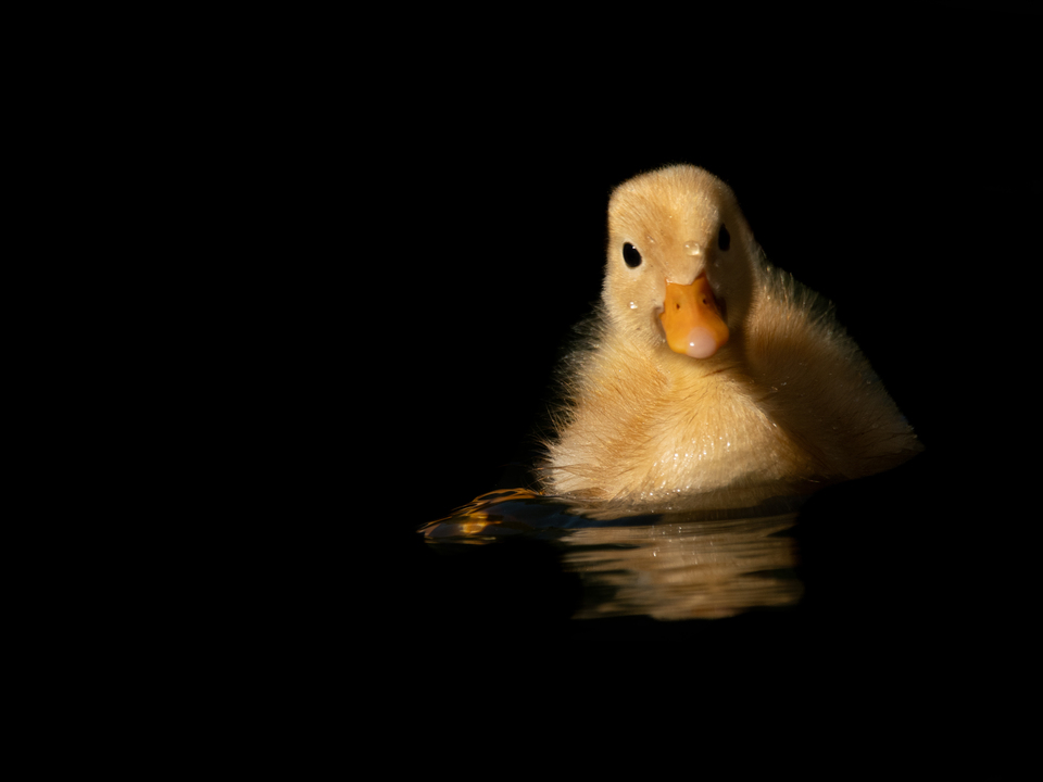 Little Yellow Duckling