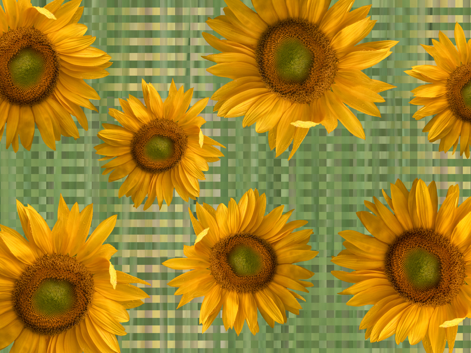 Sunflowers 2
